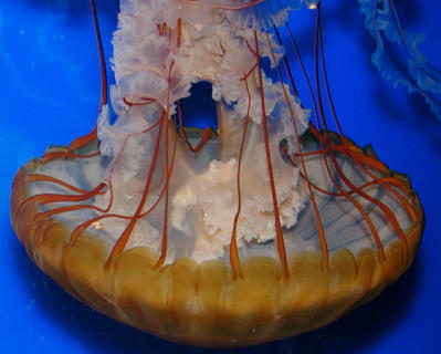 Jelly fish Newport Ky Aquarium