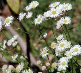 weed daisies