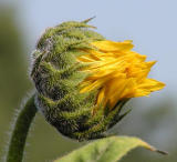 sunflower bud