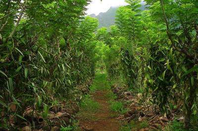 Vanillabeanfarm1.jpg