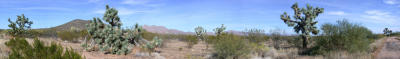 The Arizona Joshua Tree forest along US 93 (large panorama)