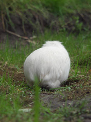 Schwein Schokoladenseite