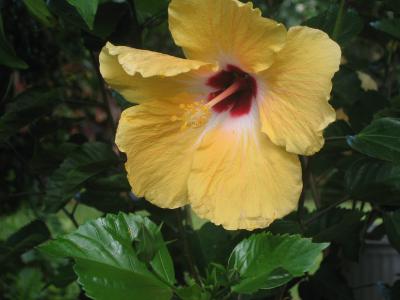 yellow hibiscus.JPG
