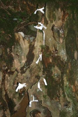 Omikuji adorning tree roots on the way to the Toshogu Shrine, Nikko