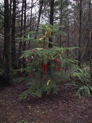 Christmas Tree (February 2001)