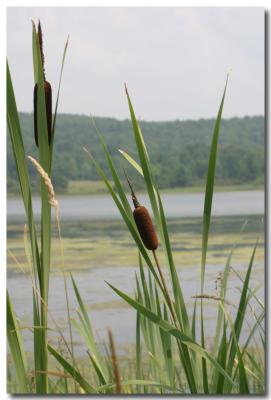 Colchester Pond