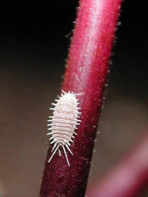 Longtailed-mealybug.jpg