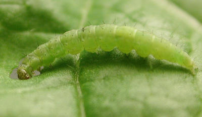 Plutella-larva.jpg