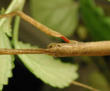 Look-of-stickInsect.jpg