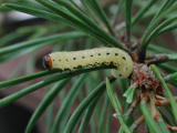 Pine-sawfly-larva.jpg