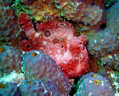 Orange Frogfish Changed Color
