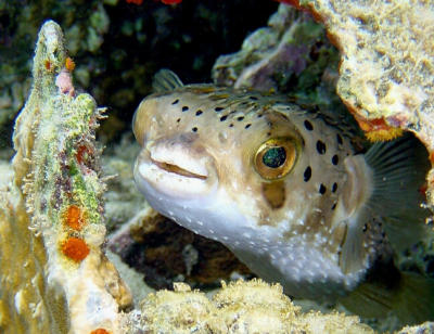 Balloonfish 2