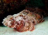 Scorpionfish 2