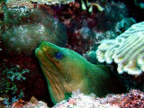 Green Moray at Tolo