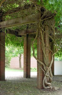 Pergola Vines