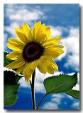Sunflower1