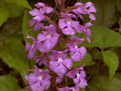 Small Purple-fringed Orchid