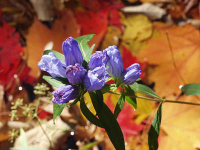 Gentian above pool of fall leaves
