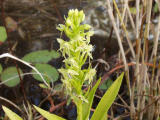 Water Spider Orchid