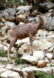 Mountain Goat - Waterton Lakes NP, Canada - 1970