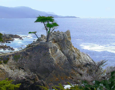 Lone Cypress.jpg