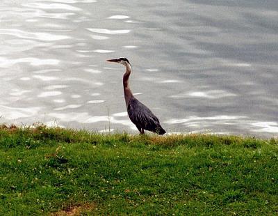 Great Blue Heron