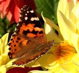 Painted lady.