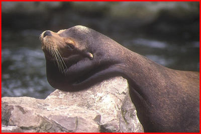 Male sealion.