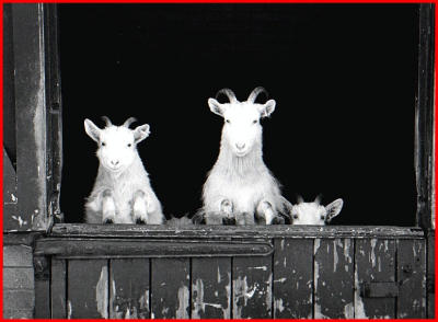 Windsor white goats.
