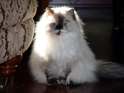 Cats