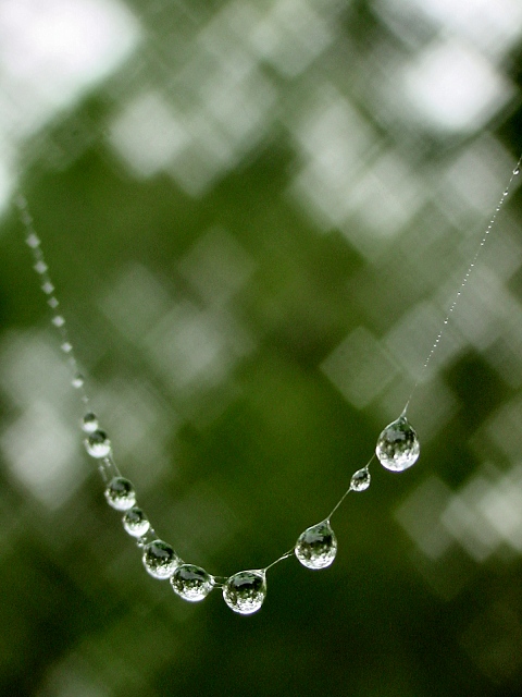 dew drops