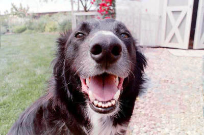GypsyBigNose.jpg