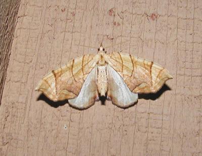 Lesser Grapevine Looper Moth (Eulithis diversilineata)