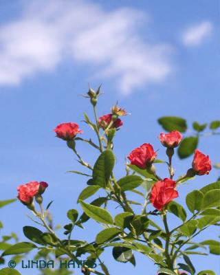 Red Roses Sky 095