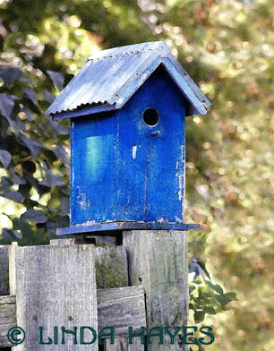 Birdhouse Fence 113DBstc (dry brush filter, stucco texture)