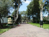 Olive Walk