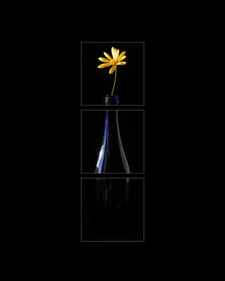 u4/luca/medium/792864.Flower.jpg