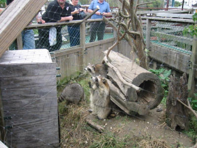swamp tour: tasty racoons