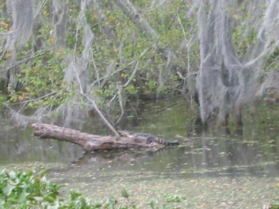 swamp tour: baby alligator