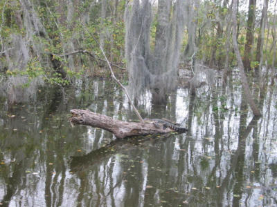 swamp tour: baby alligator again