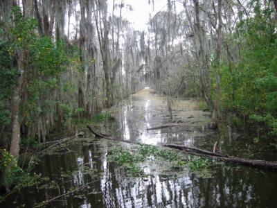 swamp tour: cute bayou