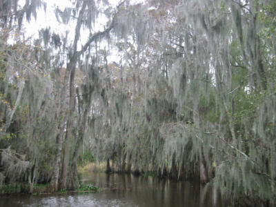 swamp tour: spanish moss