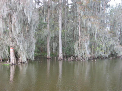swamp tour: cypress knees