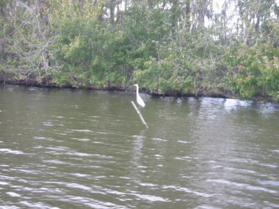 swamp tour: heron