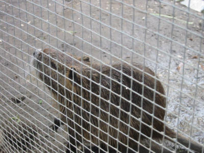 swamp tour: nutria (aka cajun rabbit)