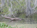 swamp tour: baby alligator