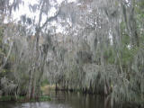 swamp tour: spanish moss