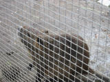 swamp tour: nutria (aka cajun rabbit)