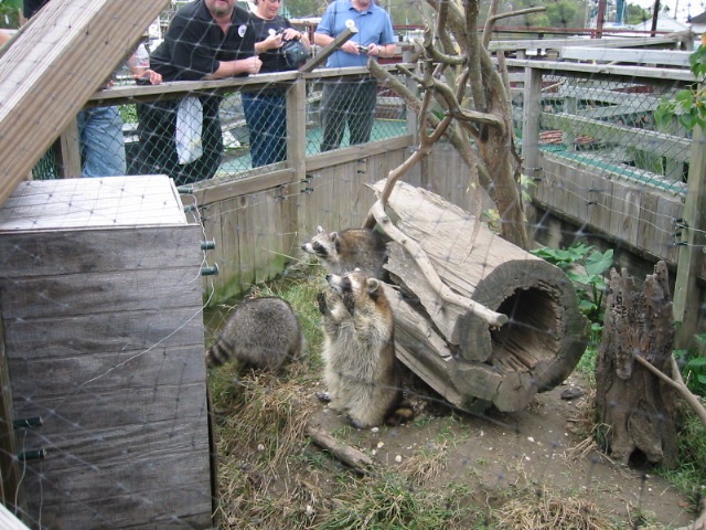 swamp tour: tasty racoons
