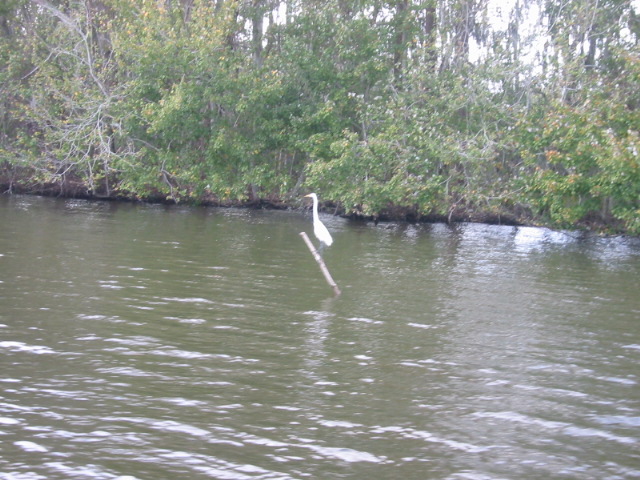 swamp tour: heron